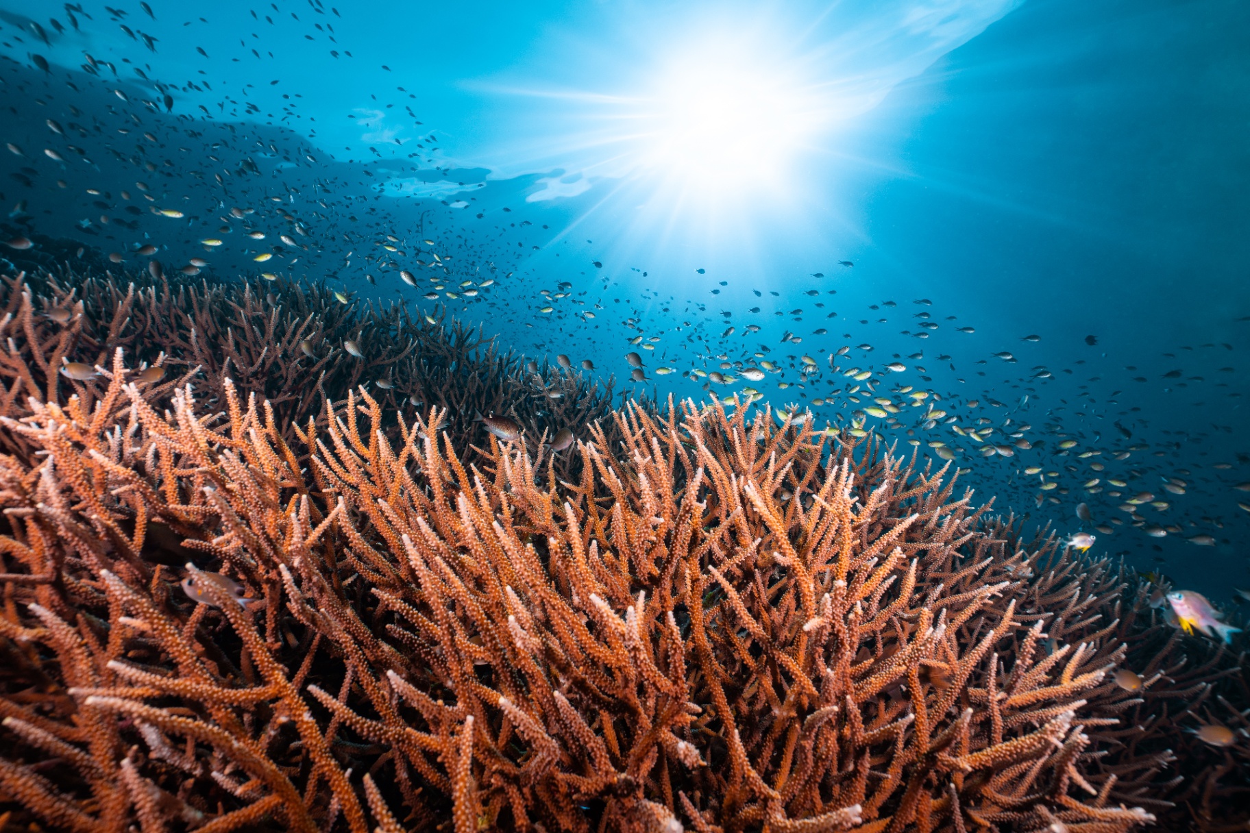 Reefs of Hope