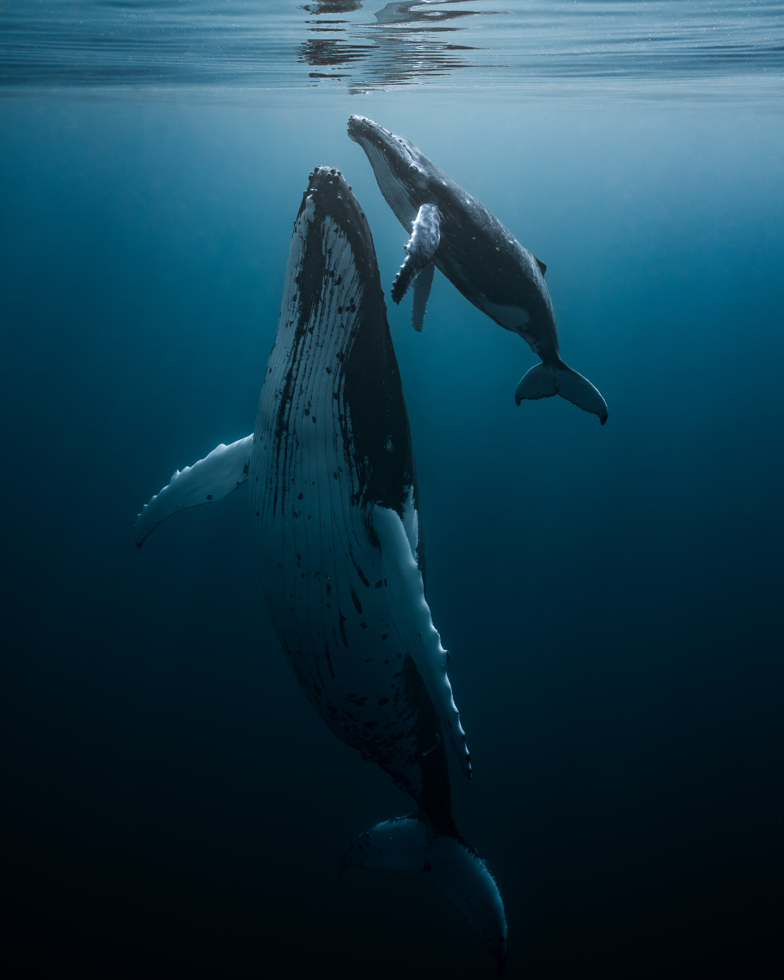 A mother humpback whale and her calf