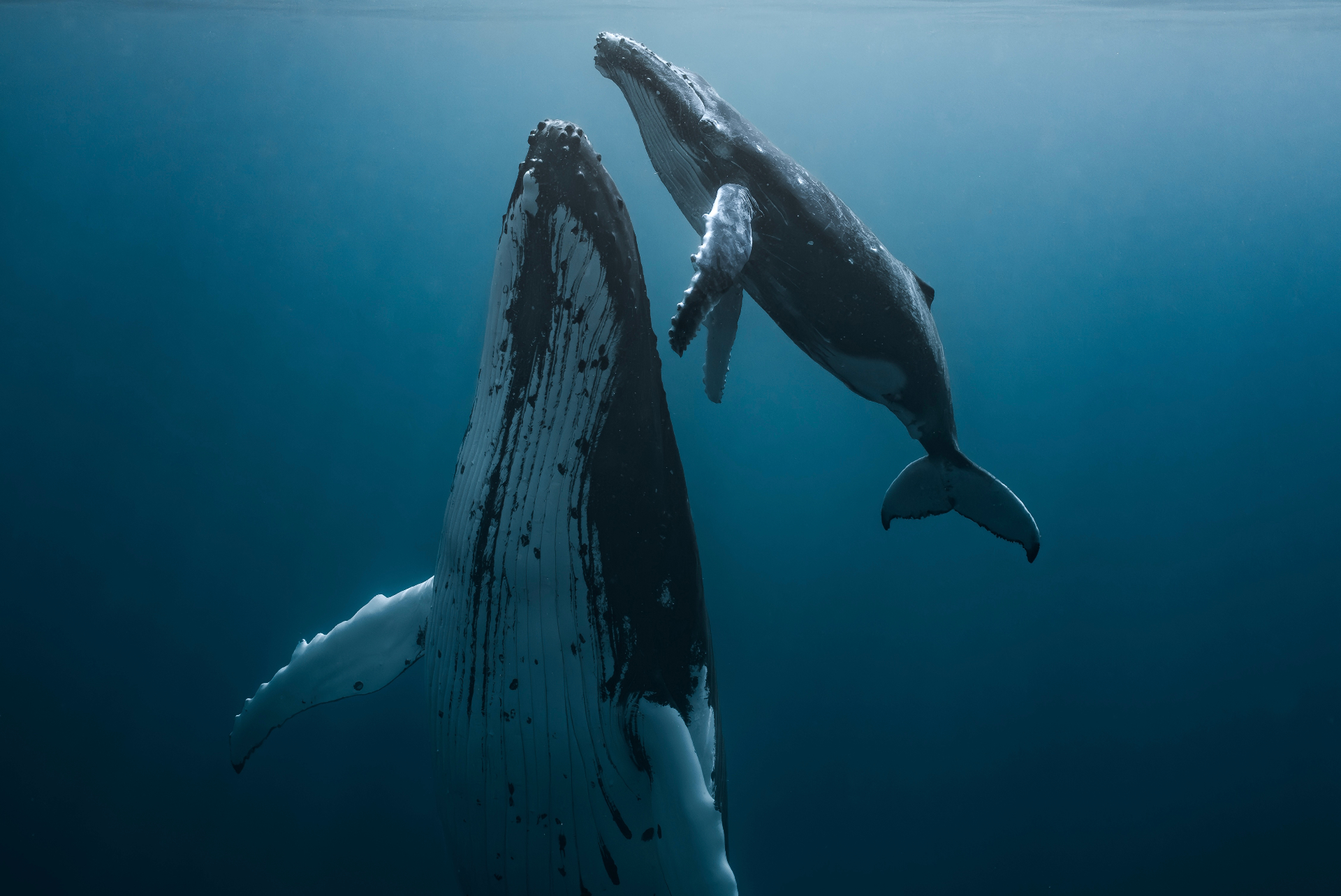 Two humpback whales swimming near the surface